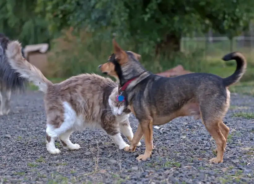 Chó và mèo đi cạnh nhau ngoài sân