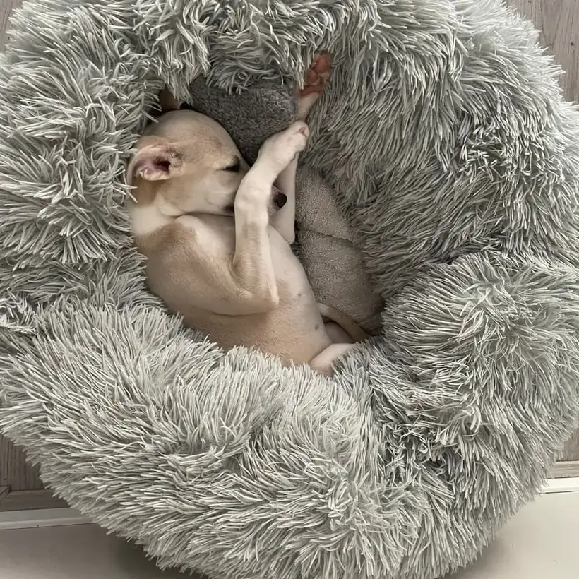Chó con cuộn tròn ngủ trong nệm lông xám